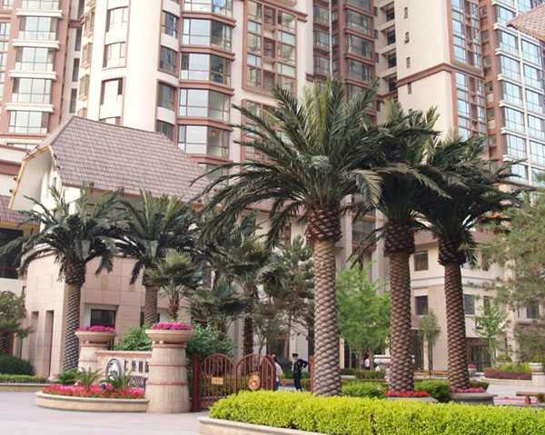 永平仿真椰子树