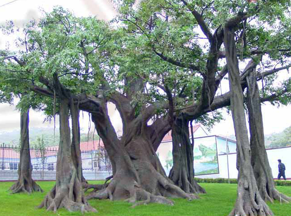 永平仿真榕树